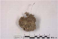 藏品(苞葉小金髮苔)的圖片